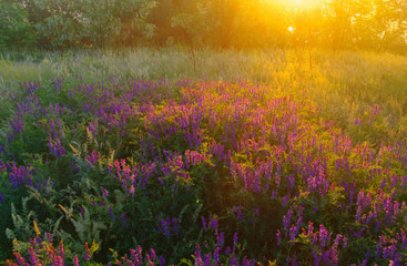 flowers on the green meadow