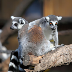 funny image of two ring-tailed lemurs
