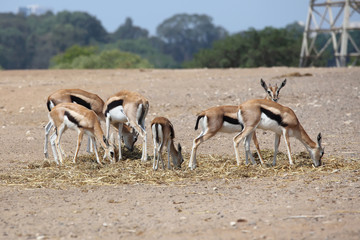The Thomson's gazelles (Eudorcas thomsonii) is one of the best-known gazelles