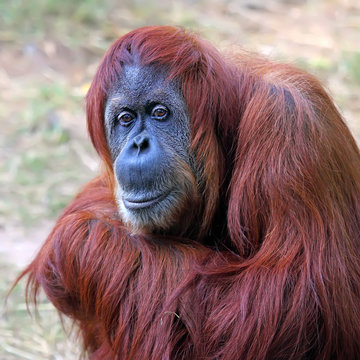 Orangutan in captivity in a zoo
