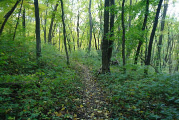 Fototapeta premium forest in autumn