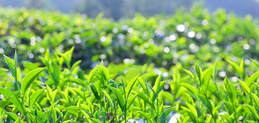 Green tea close up on blurred background