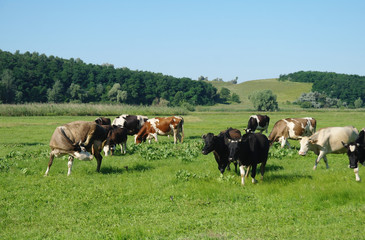 Naklejka na ściany i meble Cows on green grass in the summertime