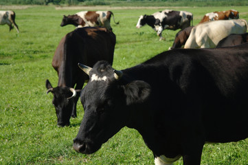 Cows on green grass in the summertime