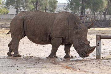 Fototapeta premium rhino