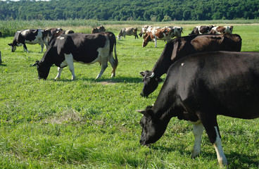 Cows on green grass in the summertime
