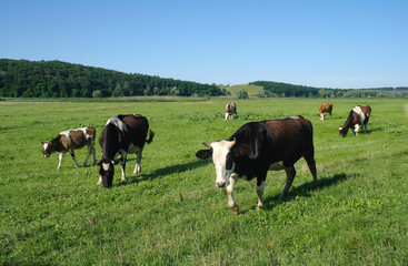 Cows on green grass in the summertime