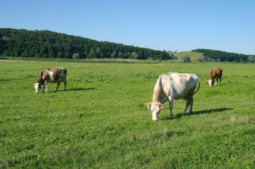 Obraz premium Cows on green grass in the summertime