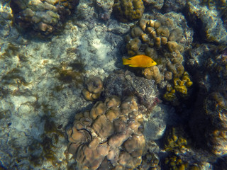Yellow fish on a coral reef, Bali, Indonesia