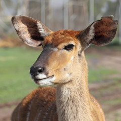 Kudu