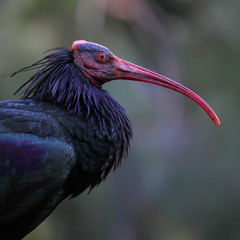 The Southern Bald Ibis  is a large bird found in open grassland or semi-desert