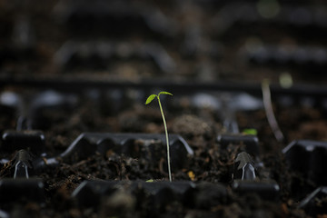 small sprout from seeds