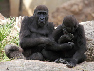 two gorillas in zoo