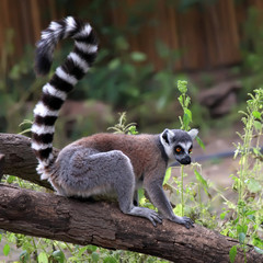 close-up of a ring-tailed lemur in zoo