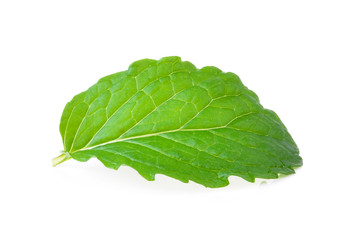 Obraz premium mint leaf on white background
