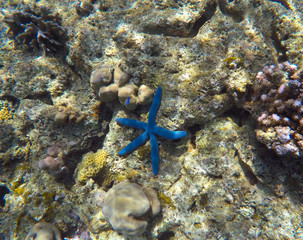 Blue starfish in grey corals, Bali, Indonesia