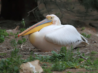 White pelican (Pelecanus onocrotalus)