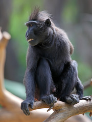 Crested Black Macaque (Macaca nigra)