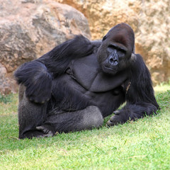 Male Gorilla lying in the grass