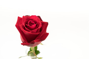 Obraz premium red rose