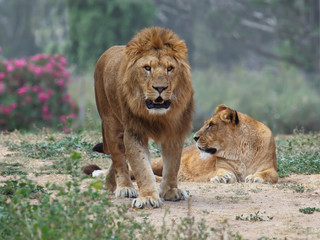 Male and female lion