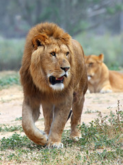 Close Up picture of a male lion on the grass