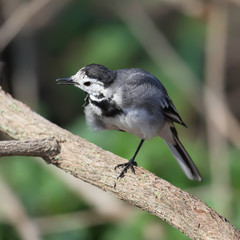 White Wagtail Motacilla alba sitting on a dry branch