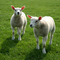 Obraz premium lamb in the green meadow