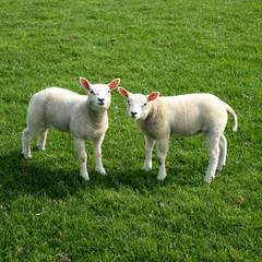 lamb looking up at you