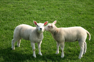 lamb kissing another lamb in the meadow