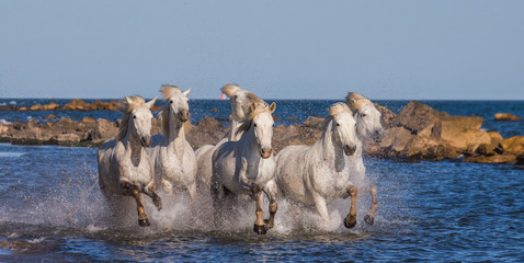Fototapeta premium White Camargue Horses galloping along the sea beach. Parc Regional de Camargue. France. Provence. An excellent illustration