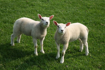 Obraz premium lamb in the meadow looking up