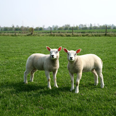 two lamb in the meadow looking at you