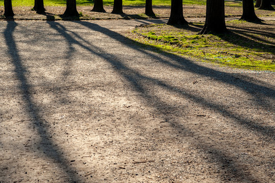 Ombre di alberi sul vialetto di un parco cittadino