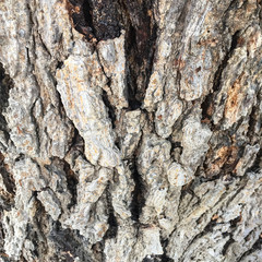 Tree bark texture