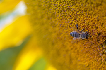 sunflower, selective focus