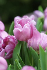 Fototapeta premium Kwiat tulipana, kolor fioletowy