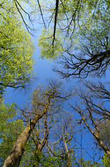 Nationalpark Hunsrück-Hochwald