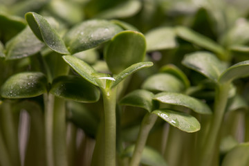Sunflower microplants closeup after germination process