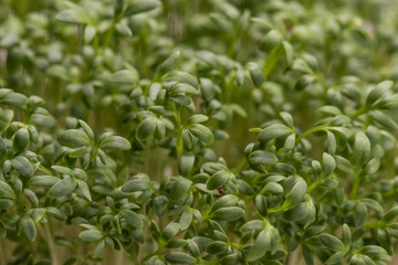 Watercress microplants closeup after germination process