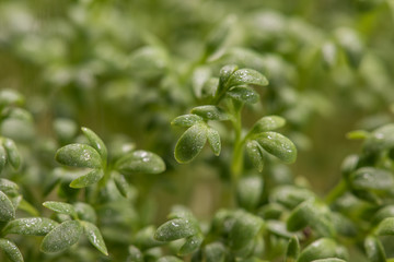 Watercress microplants closeup after germination process