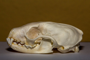 Stone marten, Steinmarderschädel, Schädel, Skellet, Knochen, Tod, Death