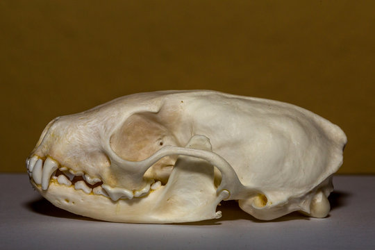 Stone marten, Steinmardersch&auml;del, Sch&auml;del, Skellet, Knochen, Tod, Death