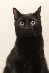 Black cat sitting in the apartment