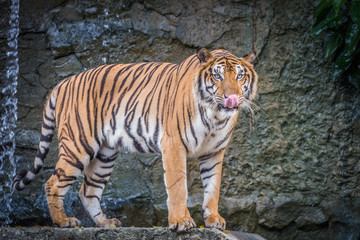 Bengal tiger