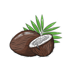 Vector coconut illustration on white background