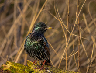 Starling