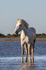 White Camargue Horse is standing in the swamps nature reserve. Parc Regional de Camargue. France. Provence. An excellent illustration