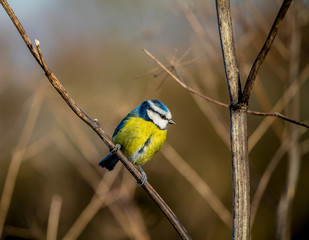 Blue Tit
