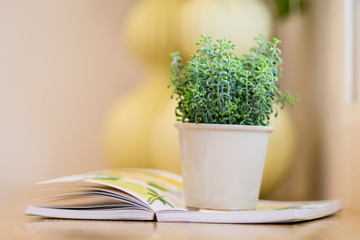 Plant in the Living Room